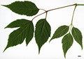 SpeciesSub: subsp. mexicanum SpeciesSub: subsp. mexicanum